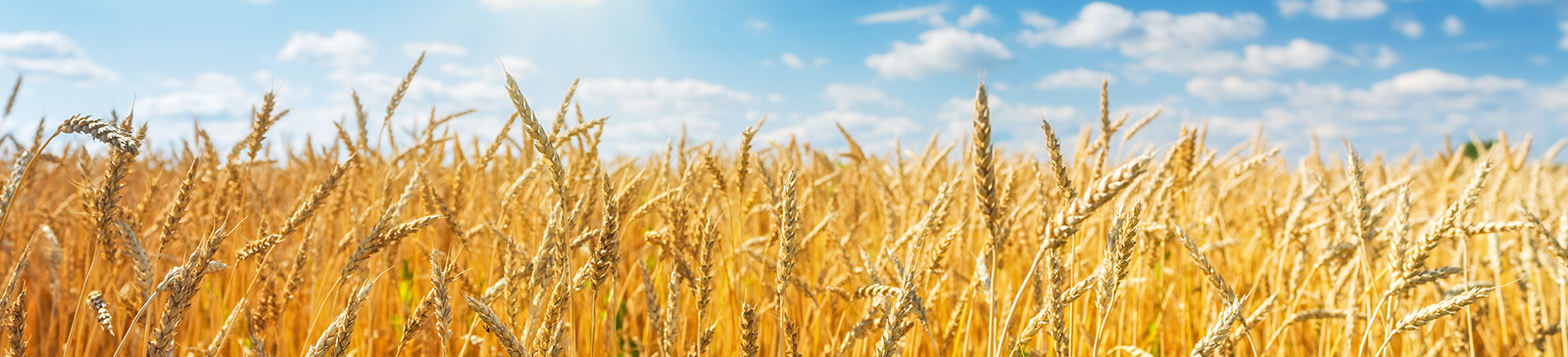 Your neighborhood bank for farmers and ag companies